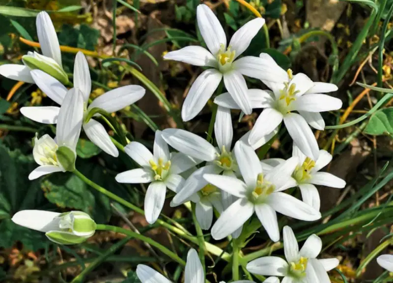 Types of White Flowers