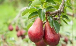 16 Types of Pear Trees (Pictures and Identification)