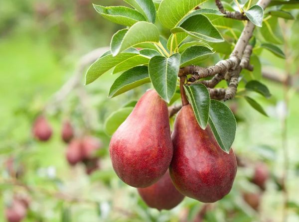 Types of Pear Trees