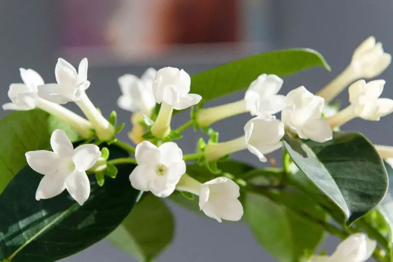 Types of White Flowers