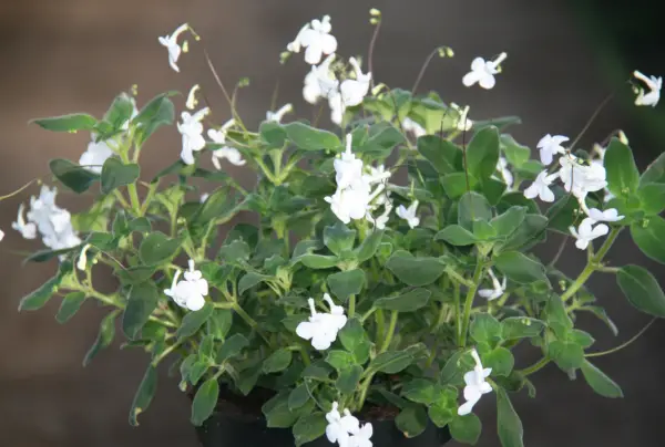 Types of White Flowers