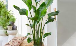 Strelitzia Nicolai Care and Growing Guide (Most Detailed)