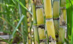 Comprehensive Sugar Cane Plant Care and Cultivation Guide