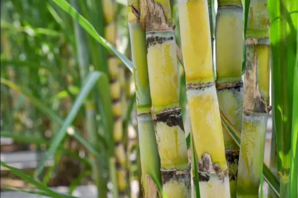 Sugar Cane Plant