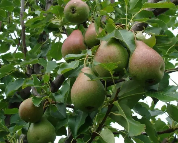 Types of Pear Trees