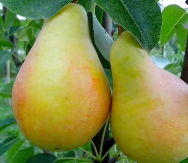 Types of Pear Trees