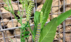 Swallowtail Caterpillar Care Guide for Raising Them Successfully