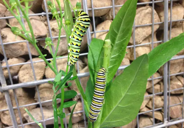 Swallowtail Caterpillar