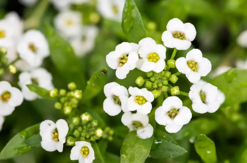 Types of White Flowers