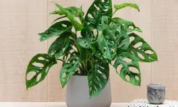 Swiss Cheese Plant Care and Growing Guide (Ultimate Tips)