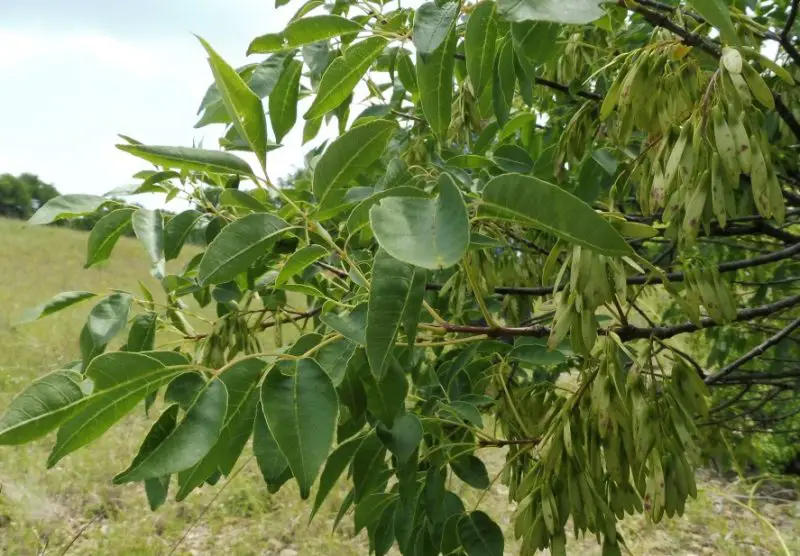 Types of Ash Trees