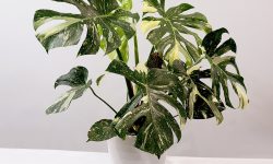 Thai Constellation Monstera Care and Growing Guide with Top Tips