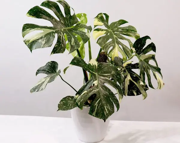 Thai Constellation Monstera