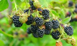 Triple Crown Blackberry Care and Growing Guide (Most Detailed)