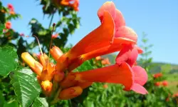 Trumpet Vine Care and Growing Guide (Most Detailed)