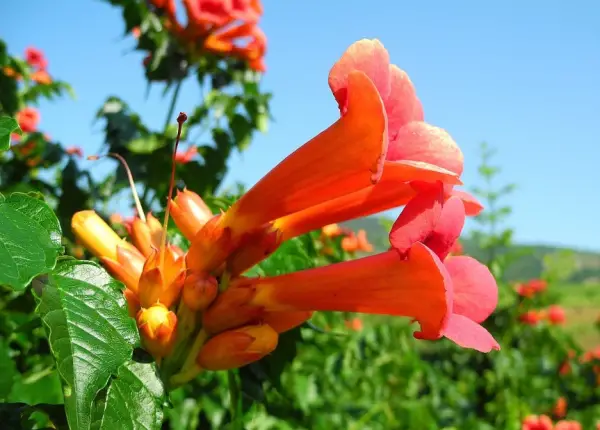 Trumpet Vine