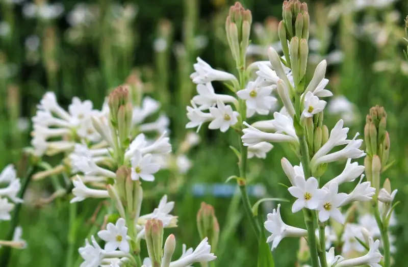 Types of White Flowers