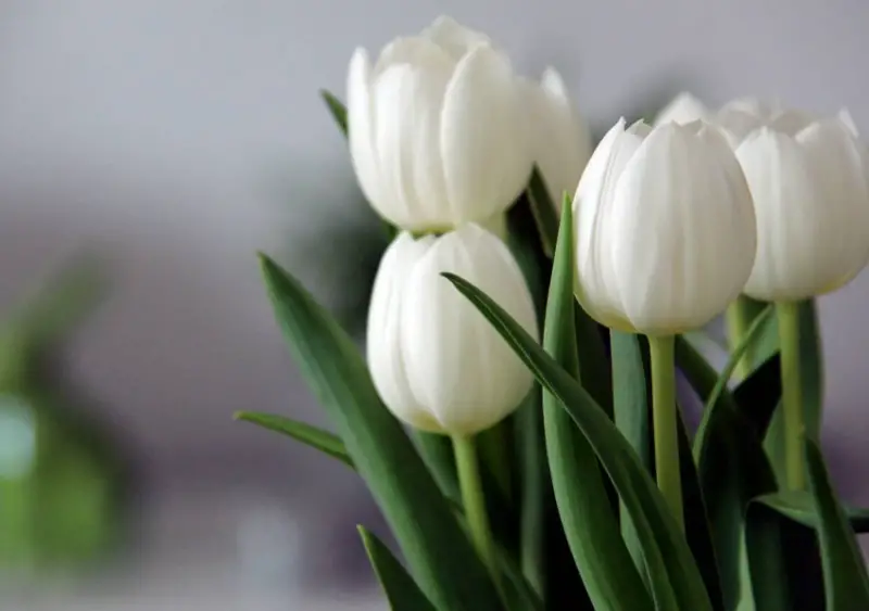 Types of White Flowers