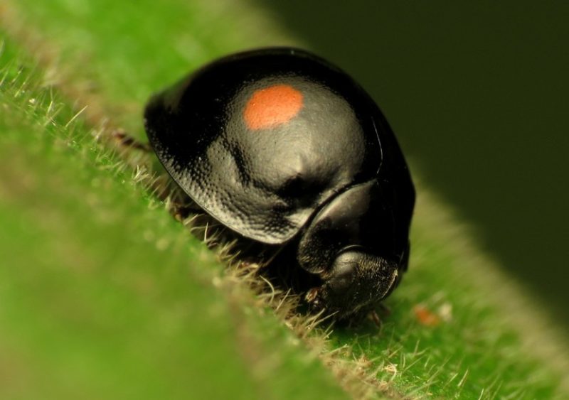 Red and Black Bugs