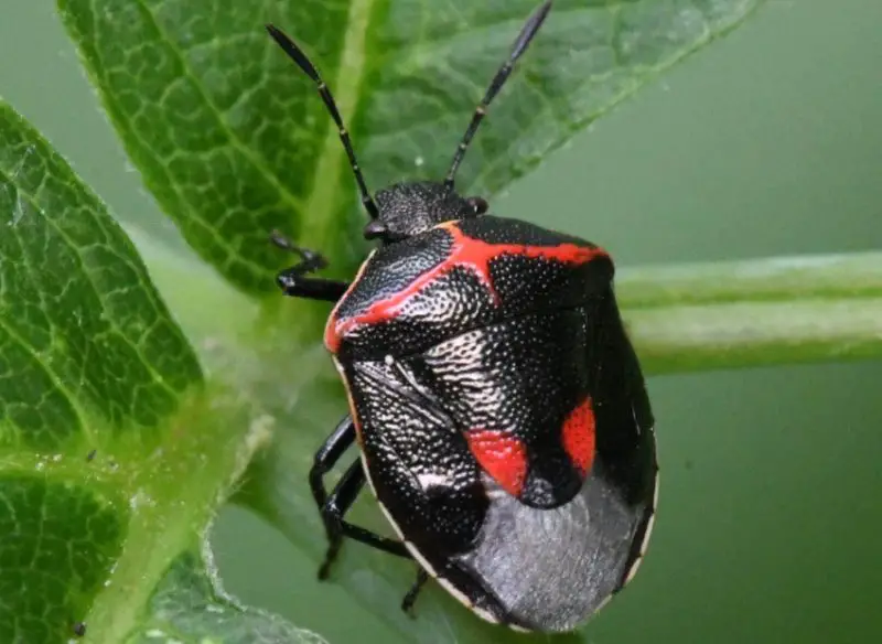 Red and Black Bugs