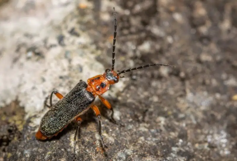 Red and Black Bugs