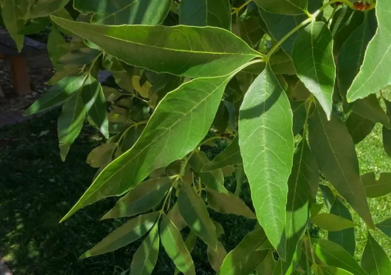 Ash Tree Leaves