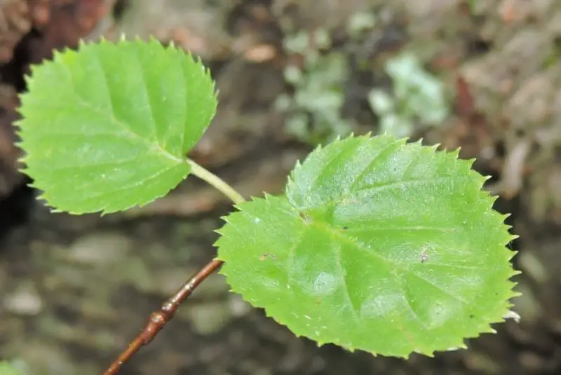 Birch Tree Leaves