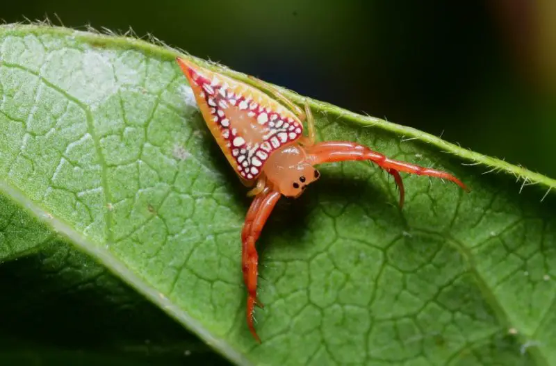 Tiny Red Spiders