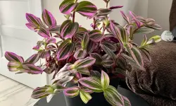 Wandering Jew Plant Care and Growing Guide (Most Detailed)