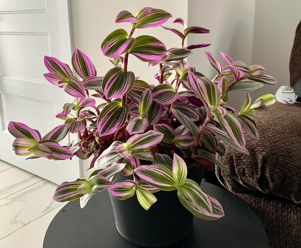 Wandering Jew Plant