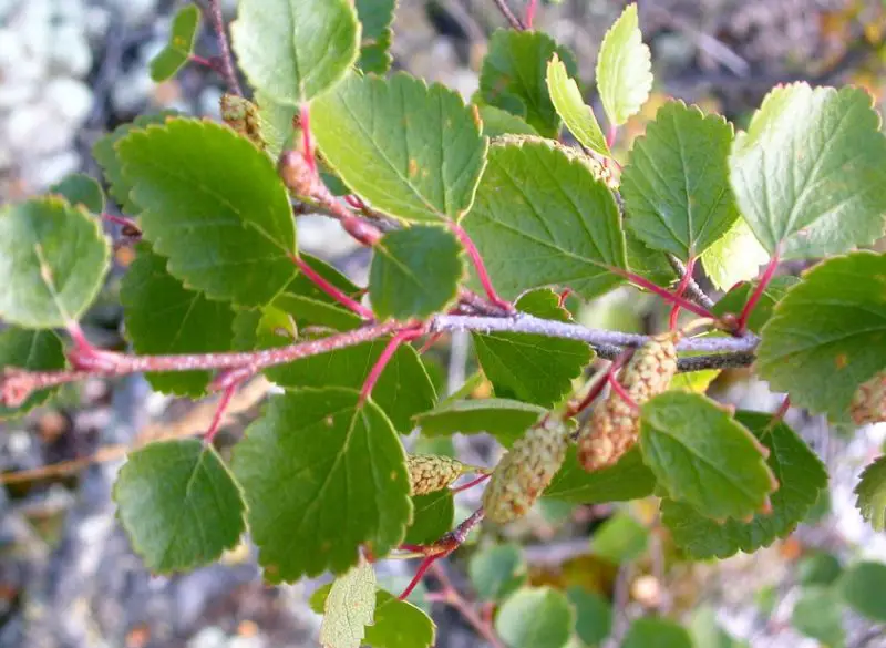 Types of Birch Trees