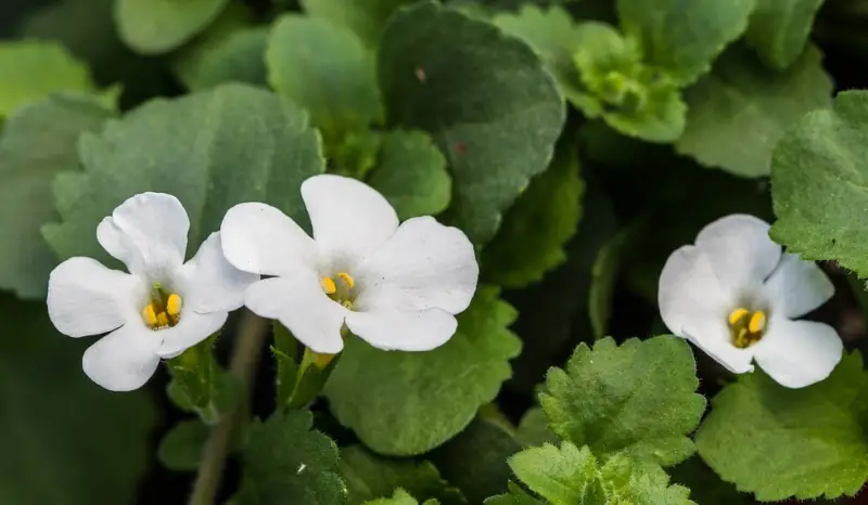 Types of White Flowers