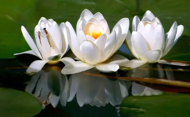 Types of White Flowers