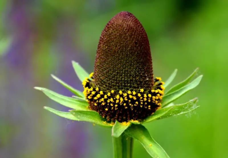 black flower