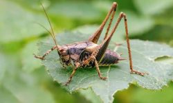 What Do Crickets Eat? A Complete Guide to Their Natural Diet