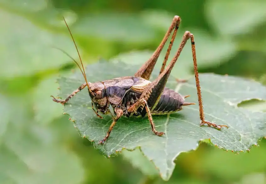 What Do Crickets Eat? A Complete Guide to Their Natural Diet