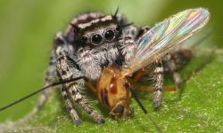 What Do Jumping Spiders Eat? Unveiling Their Nutritional Needs