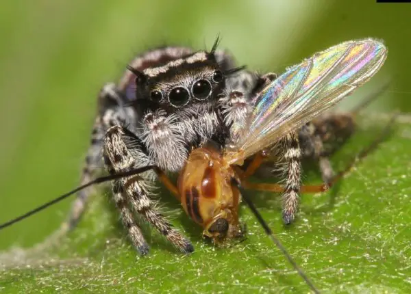 What Do Jumping Spiders Eat