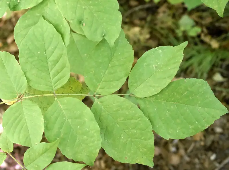 Ash Tree Leaves