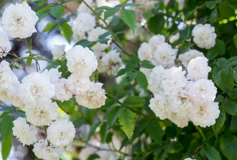 Types of White Flowers