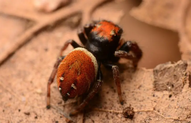 Tiny Red Spiders