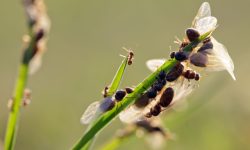 Why Do Flying Ants Suddenly Appear in Your Home?