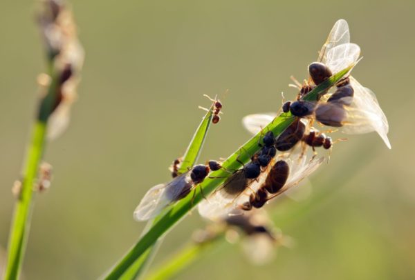 Why Do Flying Ants Suddenly Appear