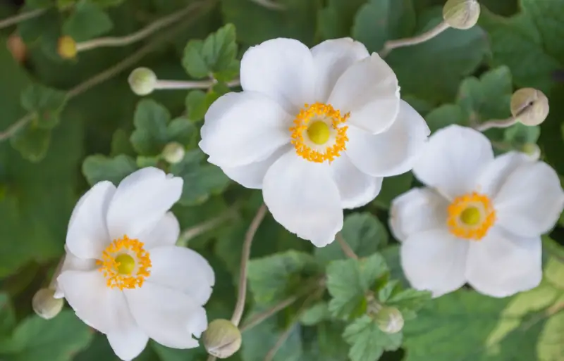 Types of White Flowers