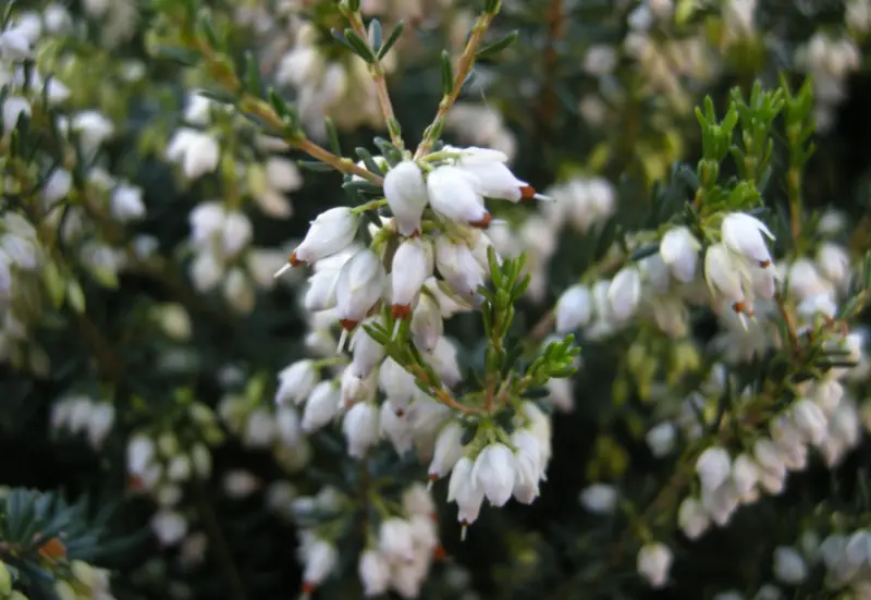 Types of White Flowers