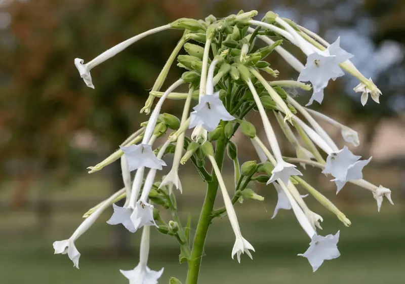 Types of White Flowers