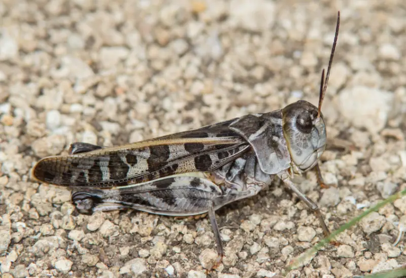 Grasshopper Species in Florida