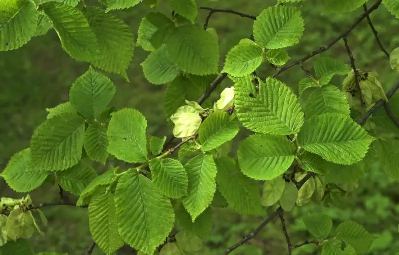 Elm Trees Leaves