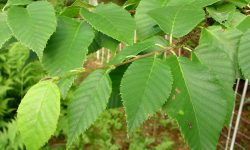 18 Types of Birch Trees (Leaves Identification with Pictures)