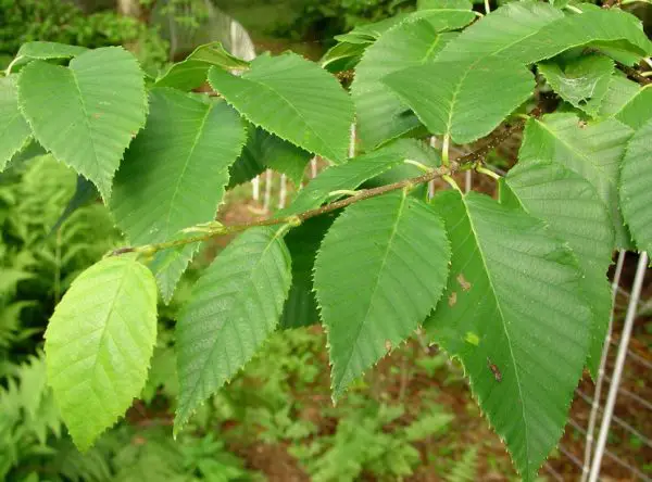 Birch Tree Leaves